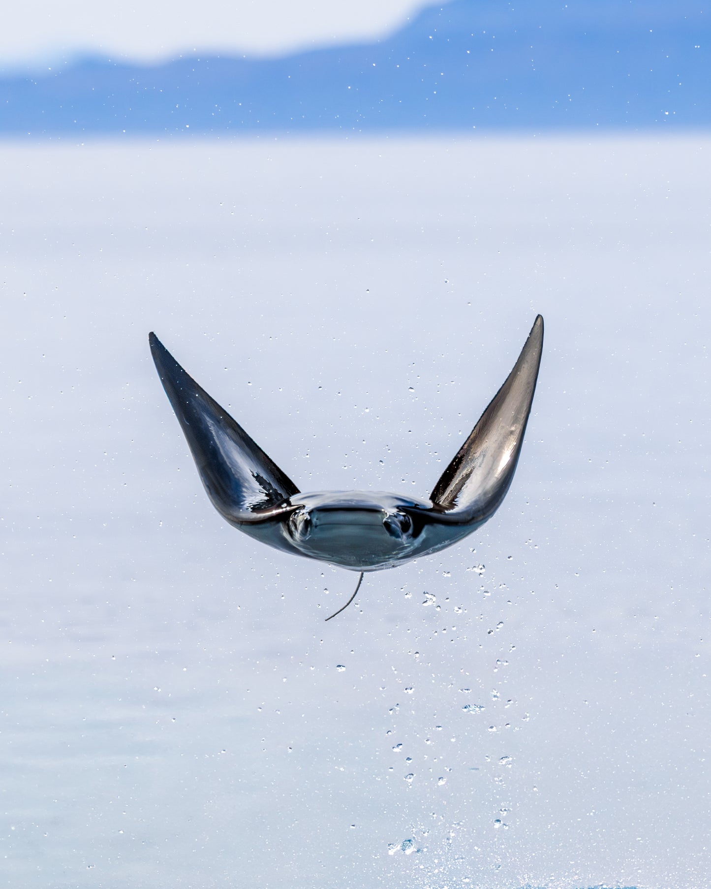 Baja Mobulas and Cetaceans Workshop 2026