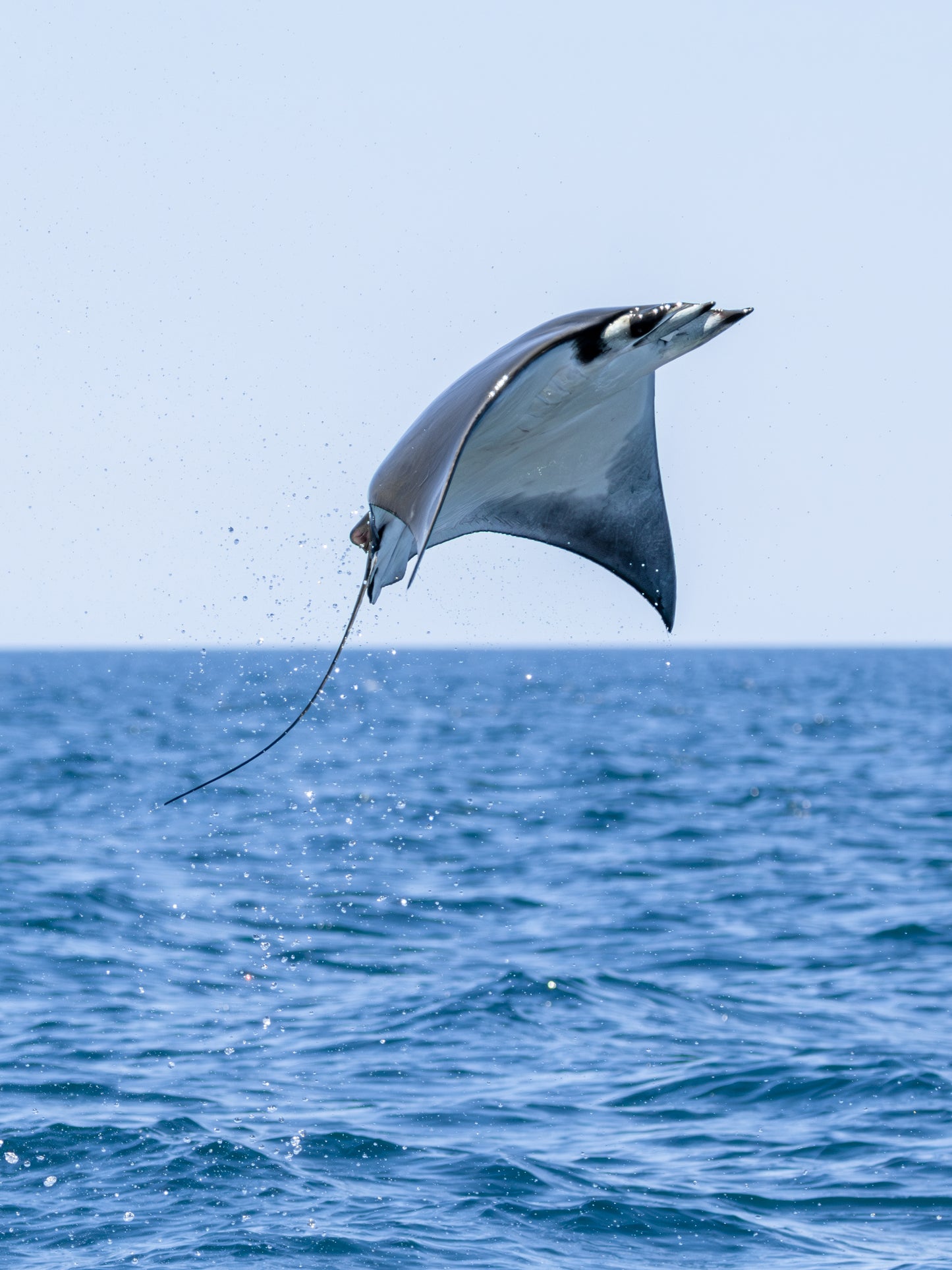 Baja Mobulas and Cetaceans Workshop 2026