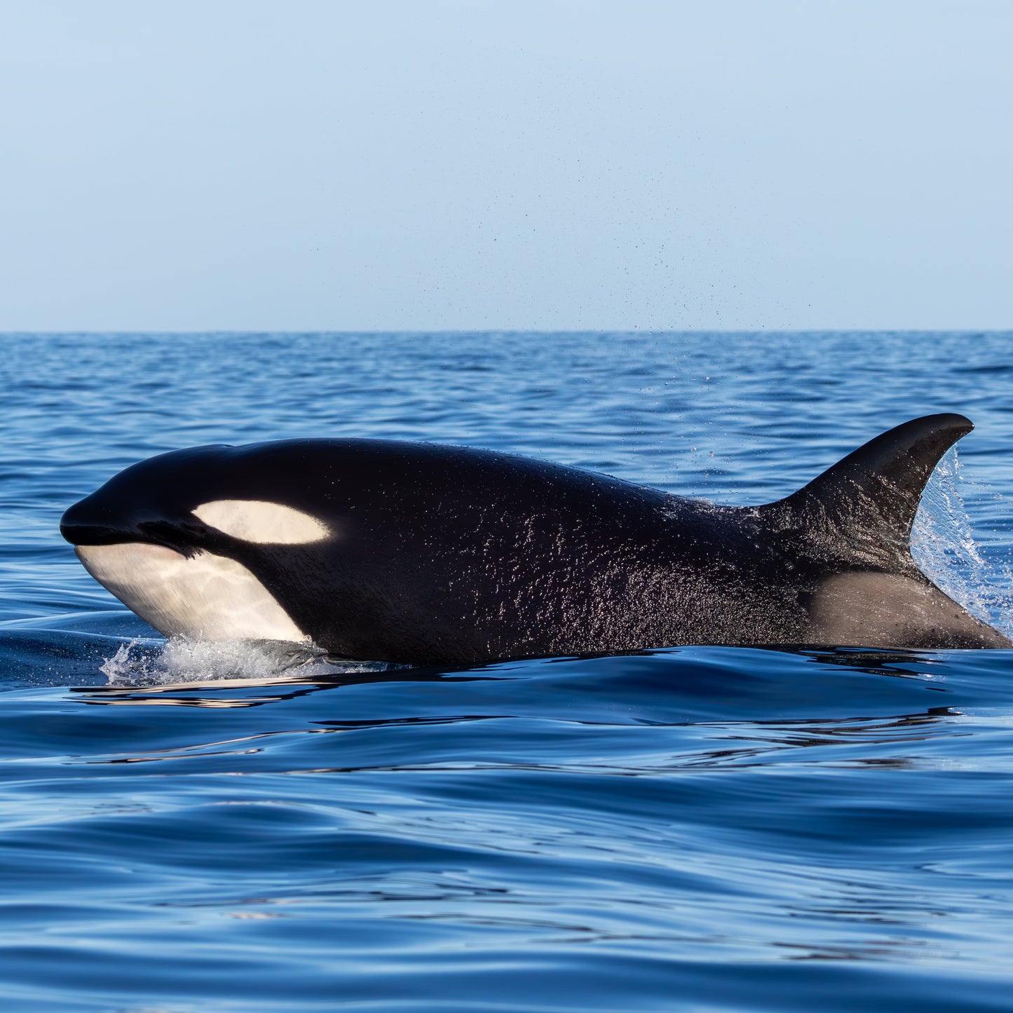 Baja Mobulas and Cetaceans Workshop 2026