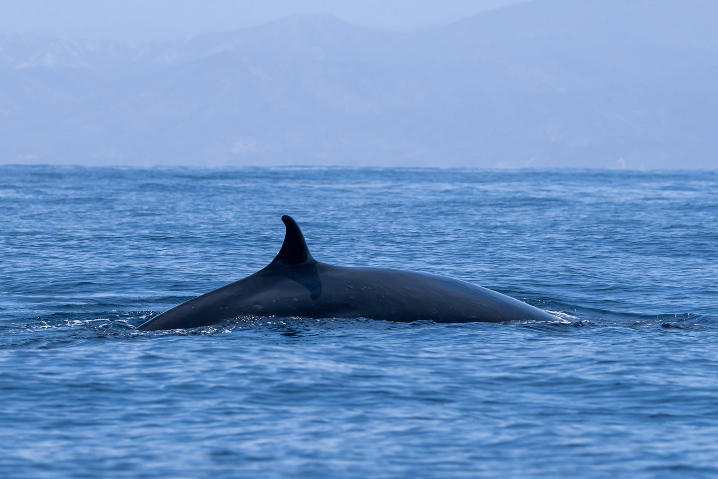 Baja Mobulas and Cetaceans Workshop 2026