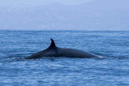 Baja Mobulas and Cetaceans Workshop 2026