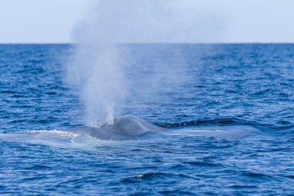 Baja Mobulas and Cetaceans Workshop 2026