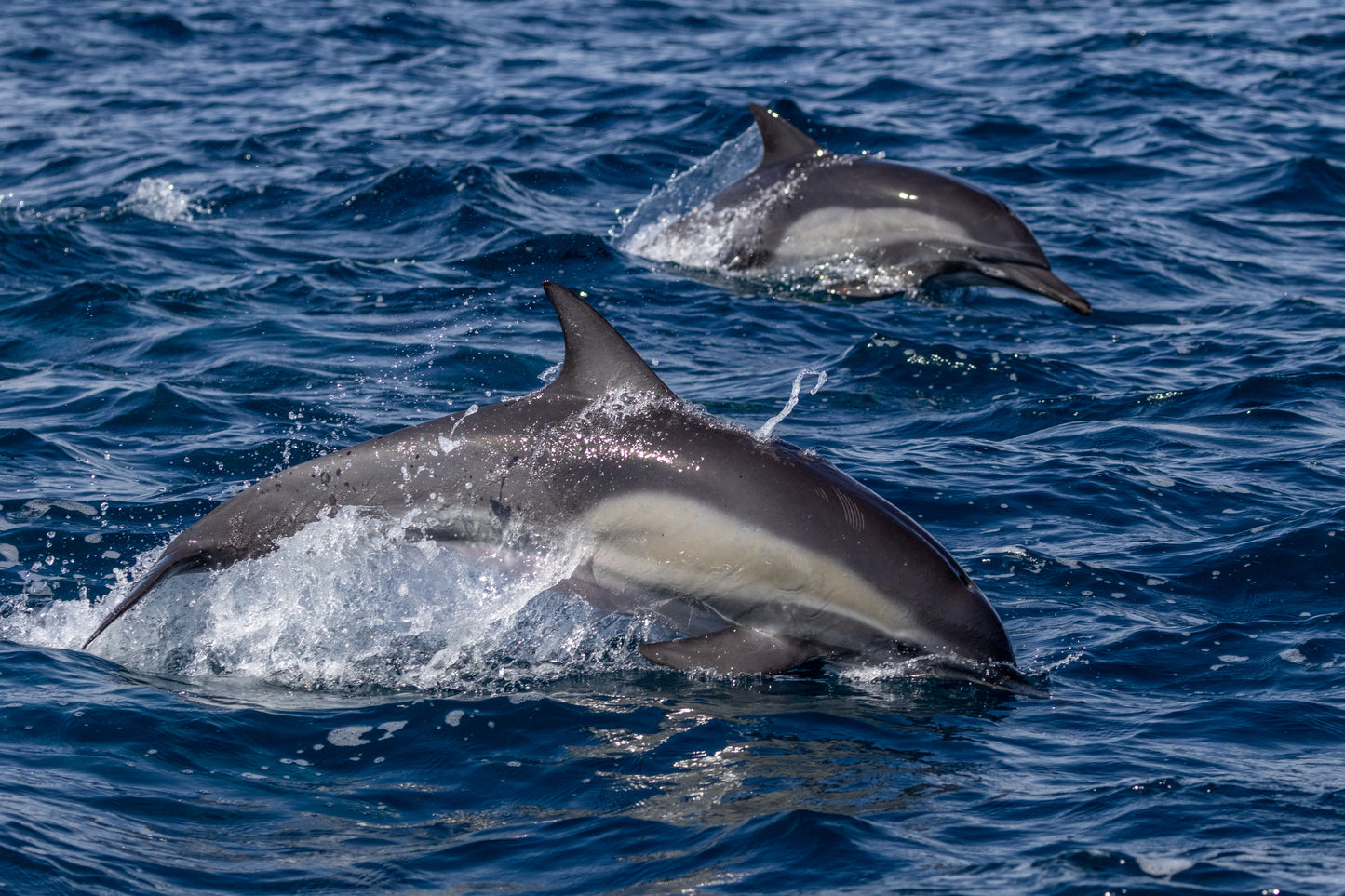 Baja Mobulas and Cetaceans Workshop 2026