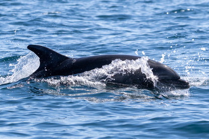 Baja Mobulas and Cetaceans Workshop 2026