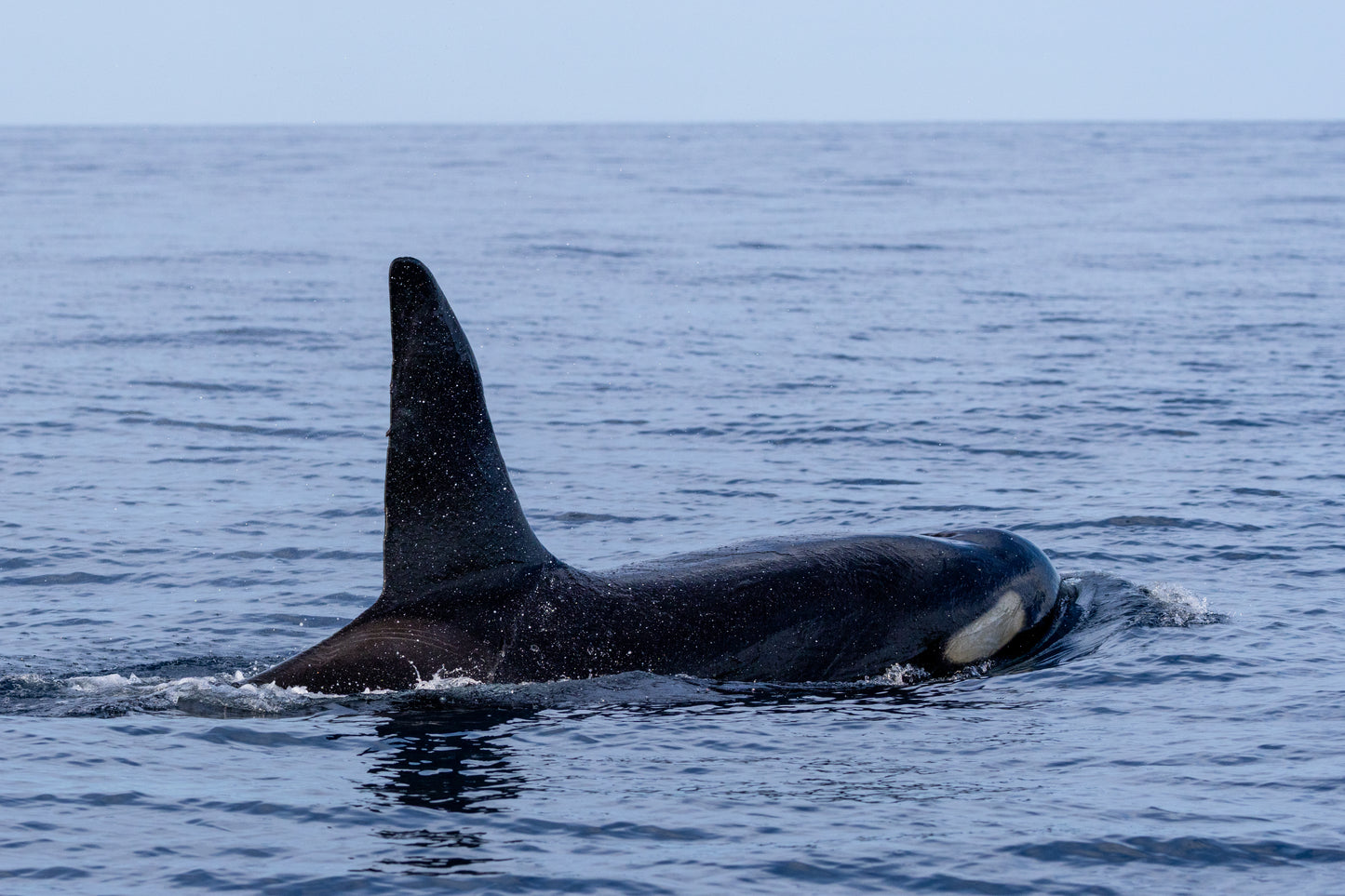 Baja Mobulas and Cetaceans Workshop 2026