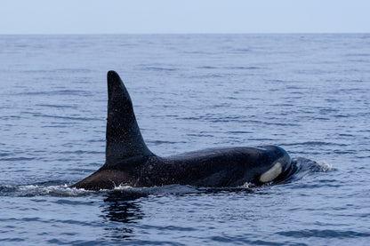 Baja Mobulas and Cetaceans Workshop 2026