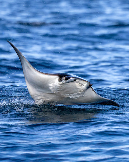 Baja Mobulas and Cetaceans Workshop 2026