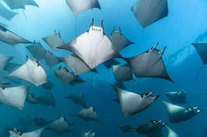 Baja Mobulas and Cetaceans Workshop 2026