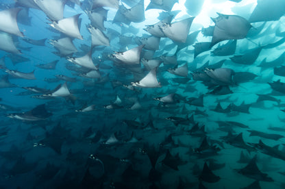 Baja Mobulas and Cetaceans Workshop 2026