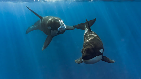 Baja Mobulas and Cetaceans Workshop 2026