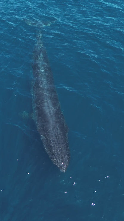 Baja Mobulas and Cetaceans Workshop 2026