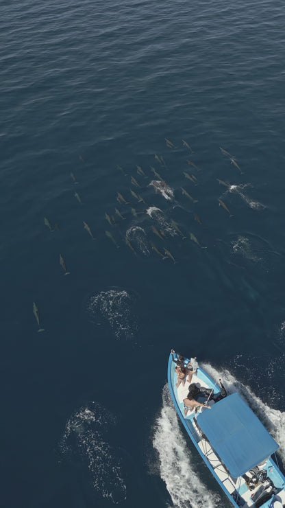 Baja Mobulas and Cetaceans Workshop 2026