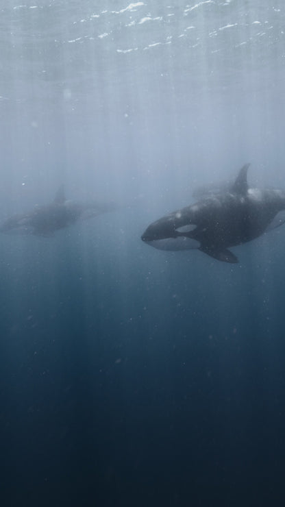 Baja Mobulas and Cetaceans Workshop 2026