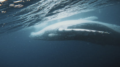 Humpback Whale Underwater Photography Workshop - Sunshine Coast