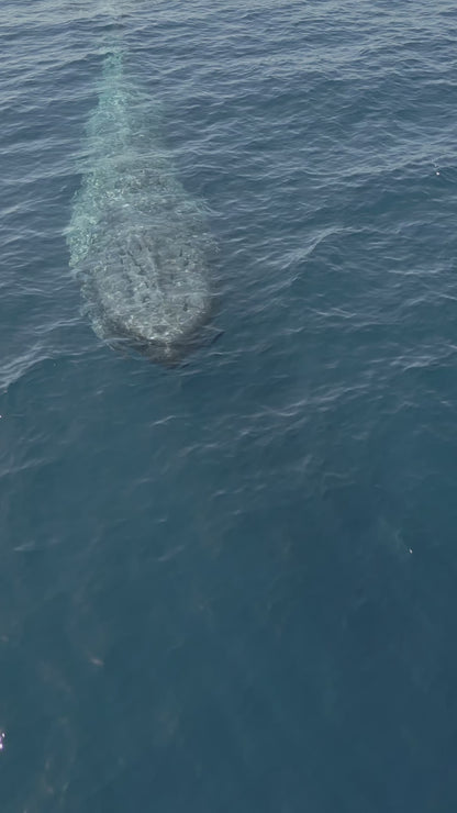 Baja Mobulas and Cetaceans Workshop 2026