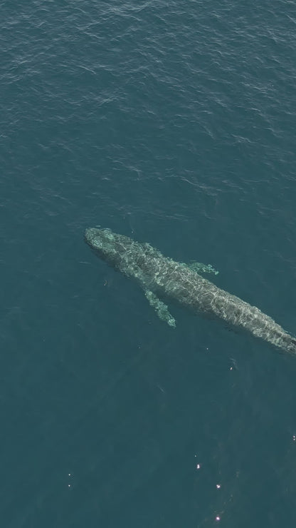 Baja Mobulas and Cetaceans Workshop 2026