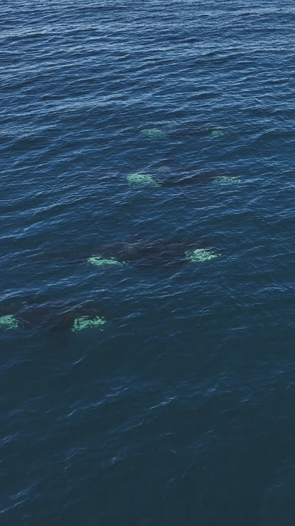 Baja Mobulas and Cetaceans Workshop 2026