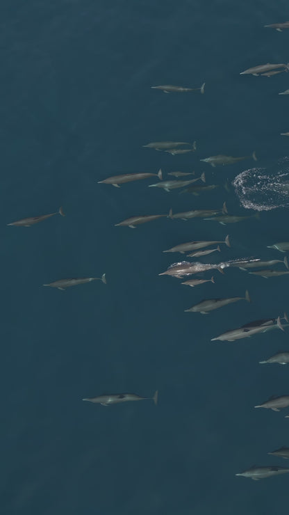 Baja Mobulas and Cetaceans Workshop 2026