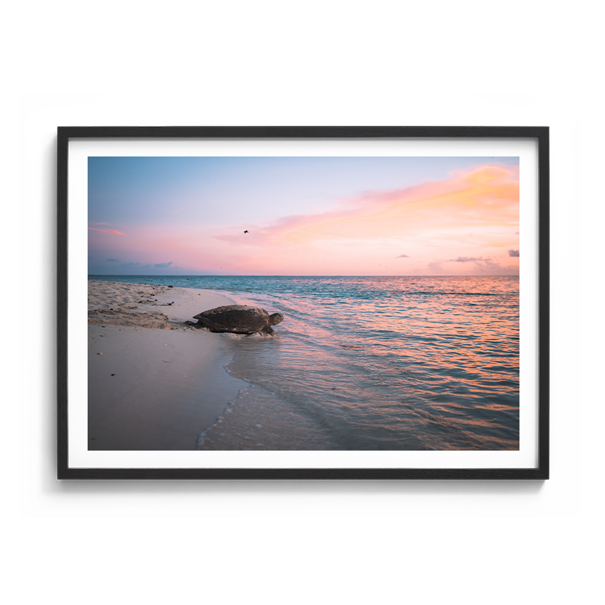 Green Sea Turtle’s Legacy: A Mother's Journey