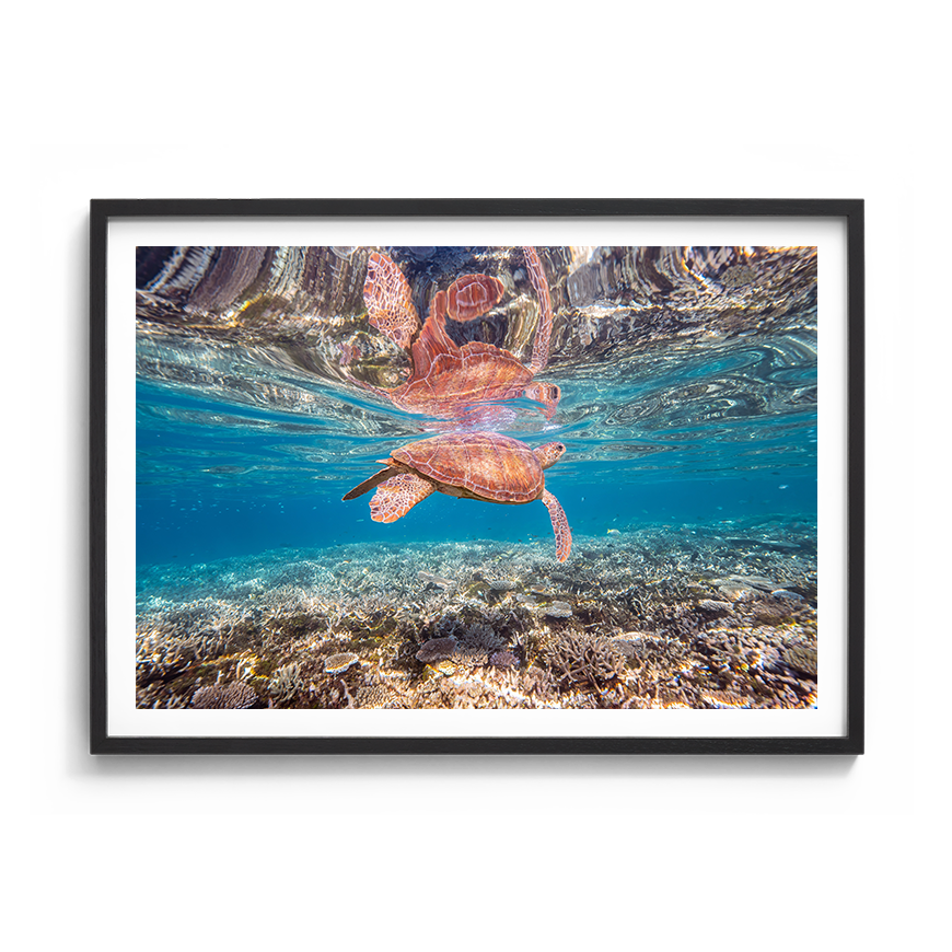 Green Sea Turtle: Amongst the Reef
