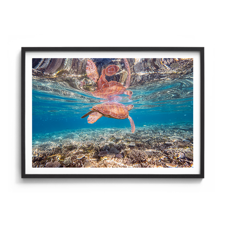 Green Sea Turtle: Amongst the Reef