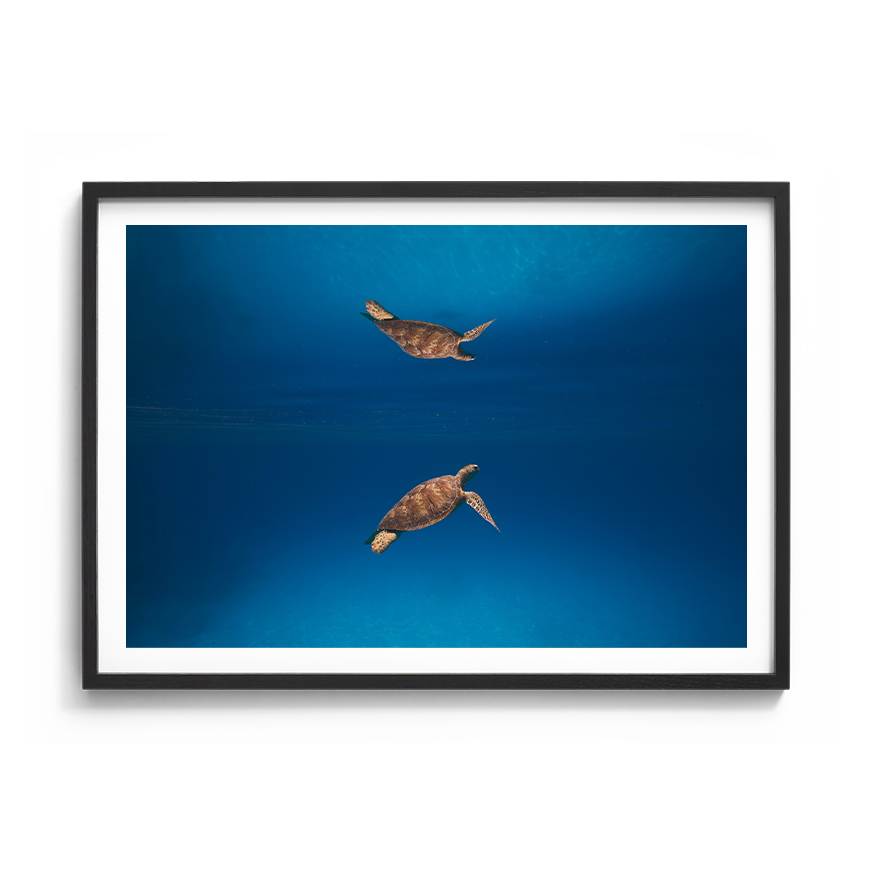 Green Sea Turtle’s Reflection