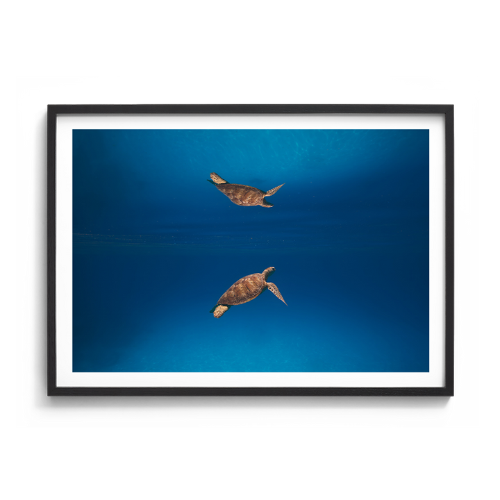 Green Sea Turtle’s Reflection