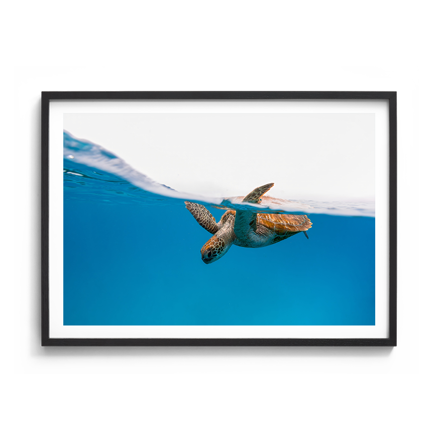 Green Sea Turtle’s Breath