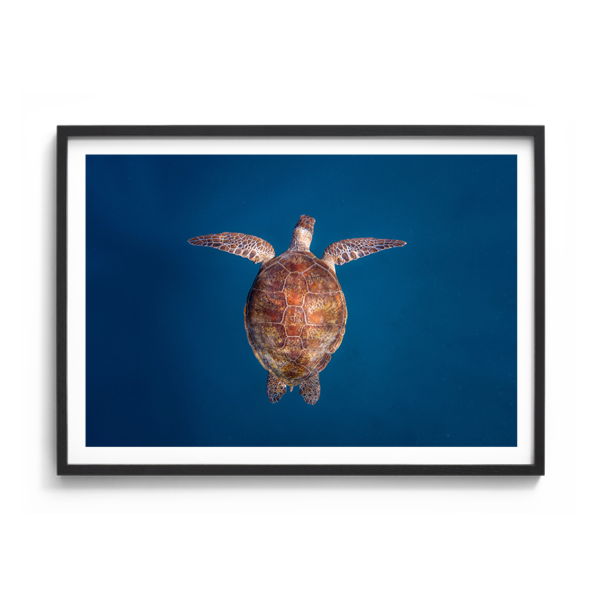 Green Sea Turtle: Emergence