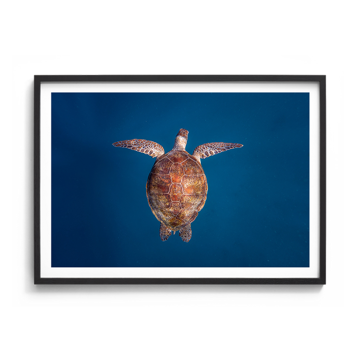 Green Sea Turtle: Emergence