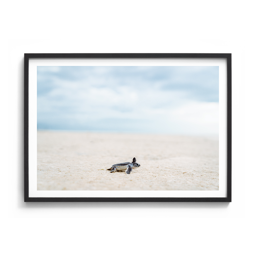 Green Sea Turtle’s Adventure begins