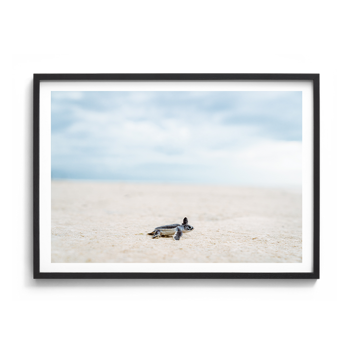 Green Sea Turtle’s Adventure begins