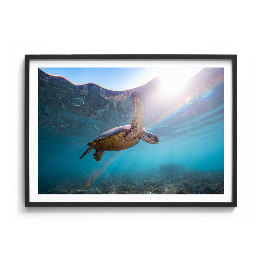 Green Sea Turtle’s Rainbow Odyssey