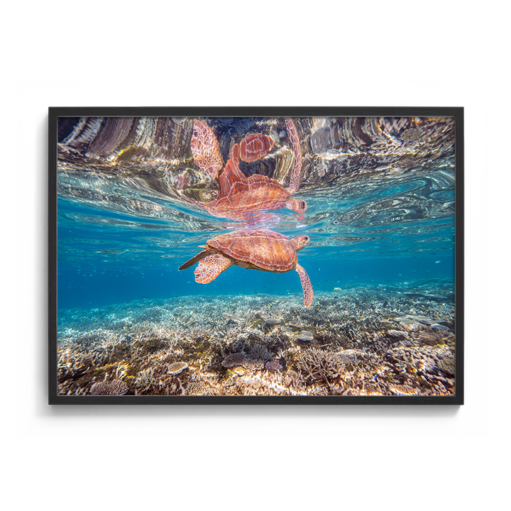 Green Sea Turtle: Amongst the Reef