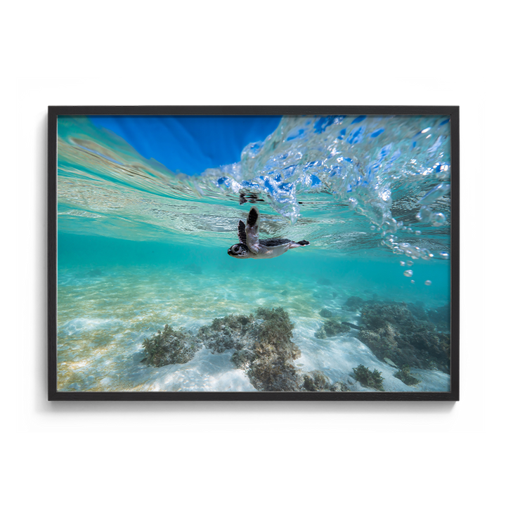 Green Sea Turtle’s First Dip