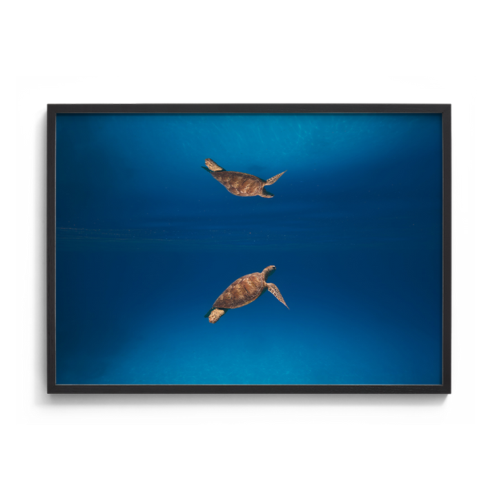 Green Sea Turtle’s Reflection