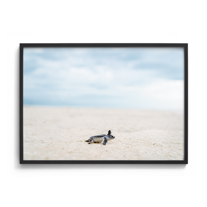 Green Sea Turtle’s Adventure begins