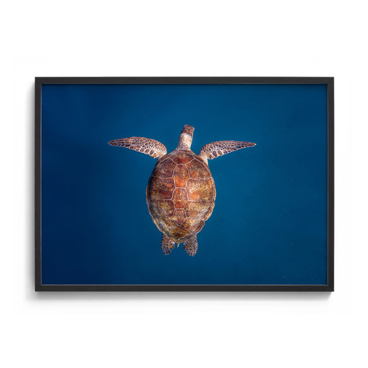 Green Sea Turtle: Emergence
