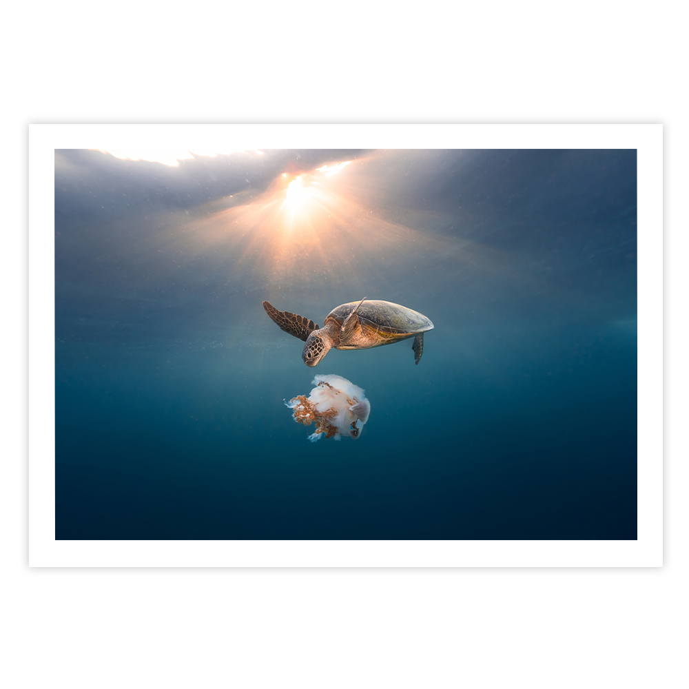 Green Sea Turtle's Twilight Delight