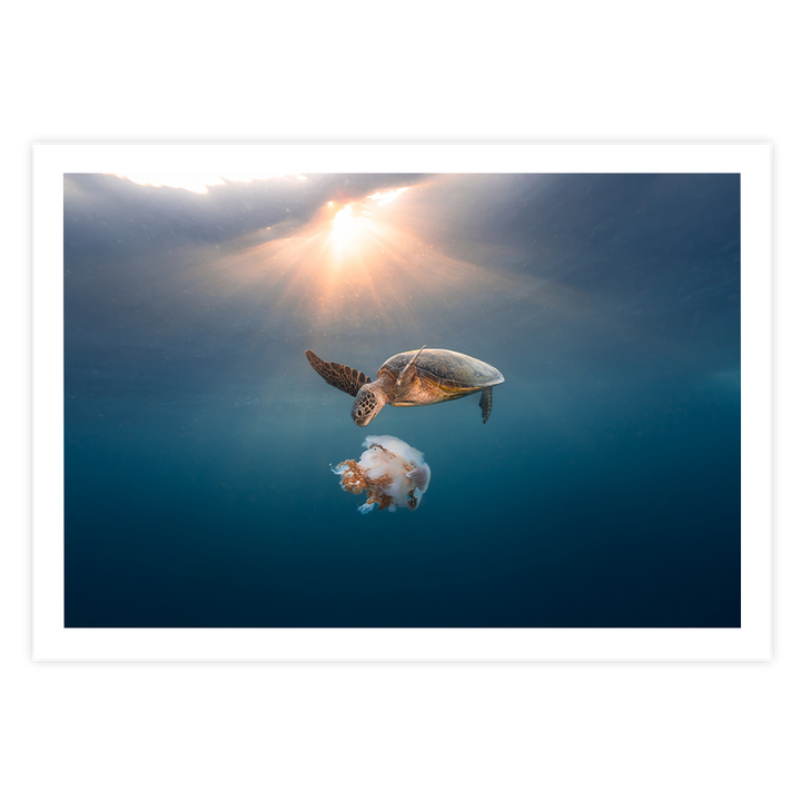 Green Sea Turtle's Twilight Delight