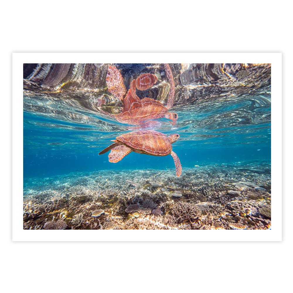 Green Sea Turtle: Amongst the Reef