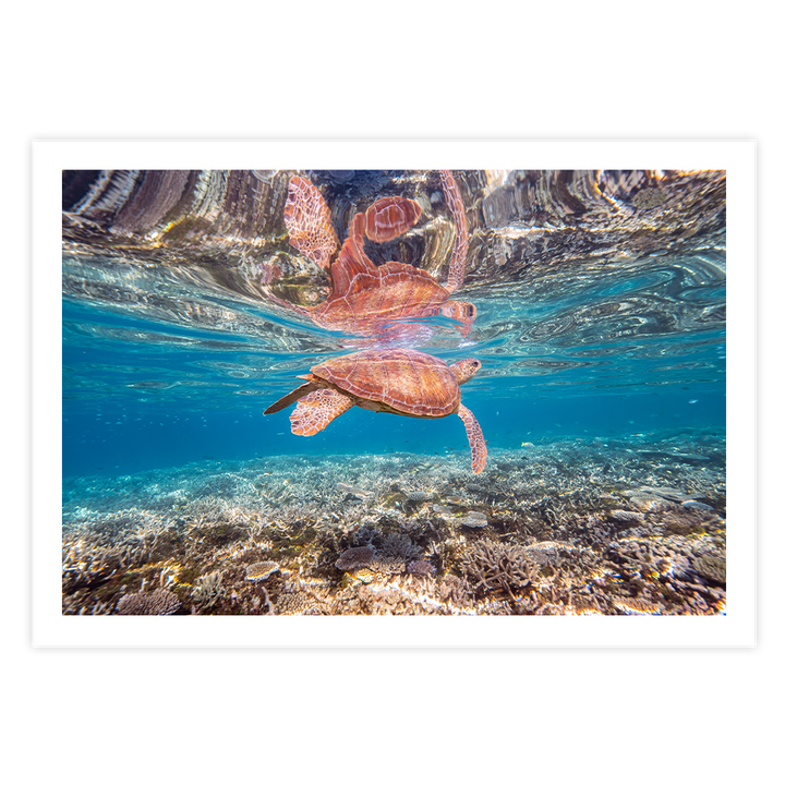 Green Sea Turtle: Amongst the Reef