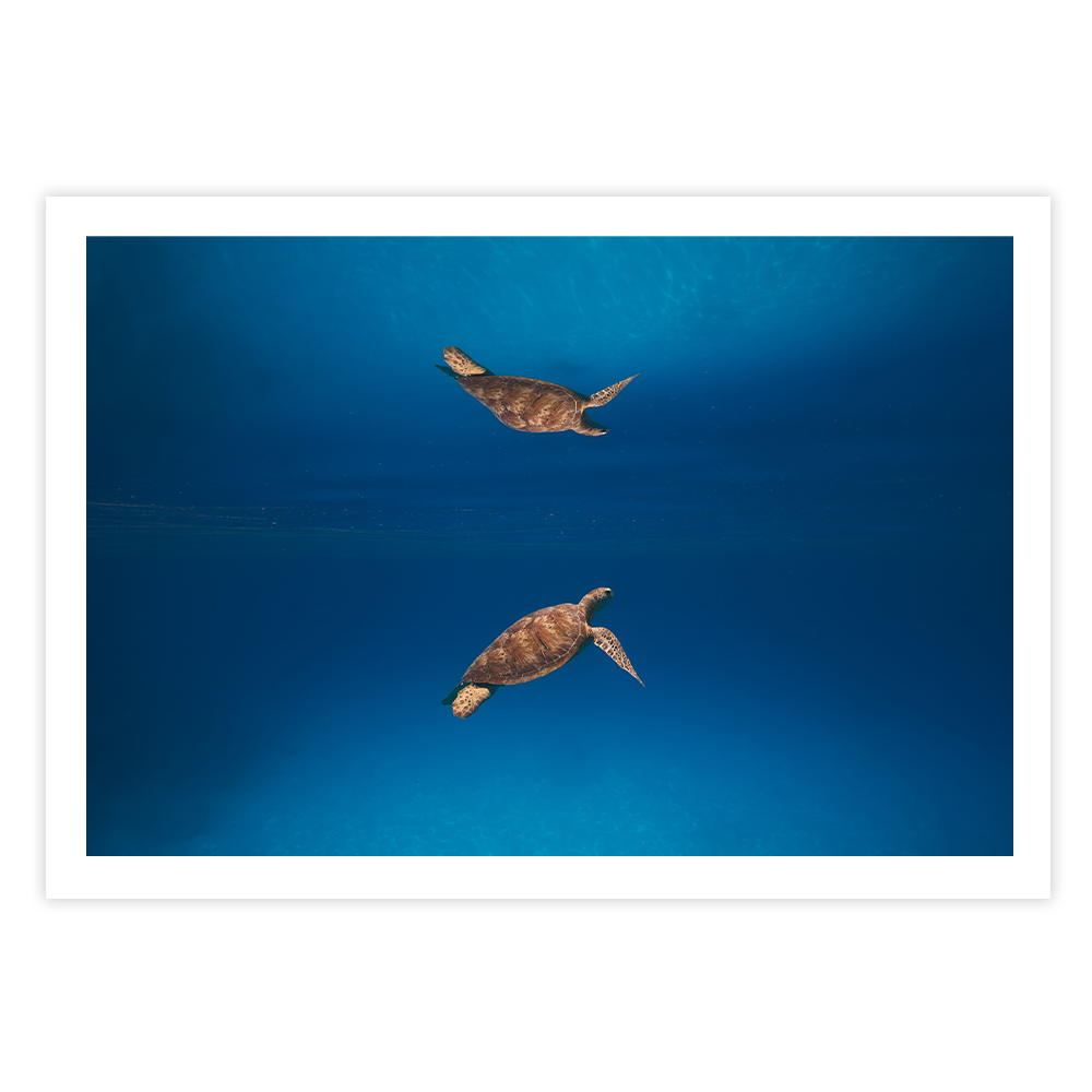 Green Sea Turtle’s Reflection