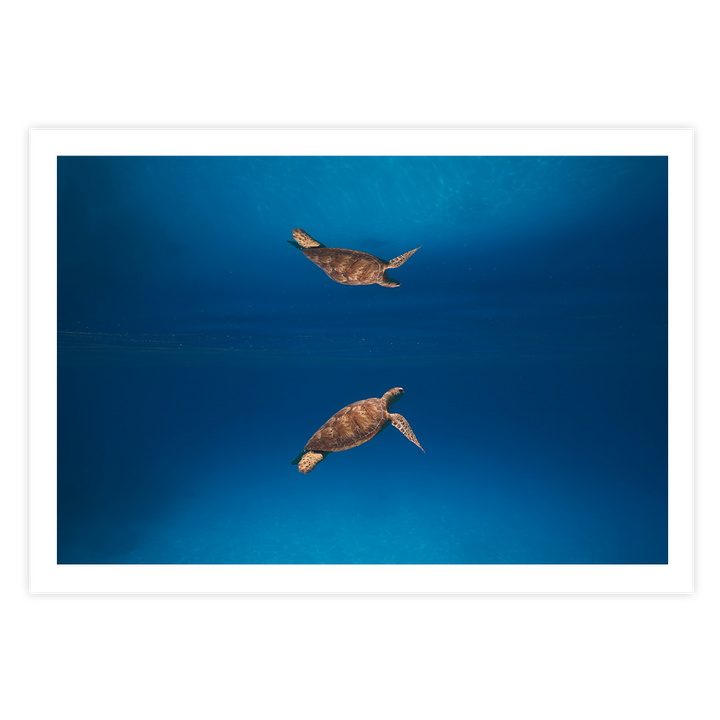 Green Sea Turtle’s Reflection