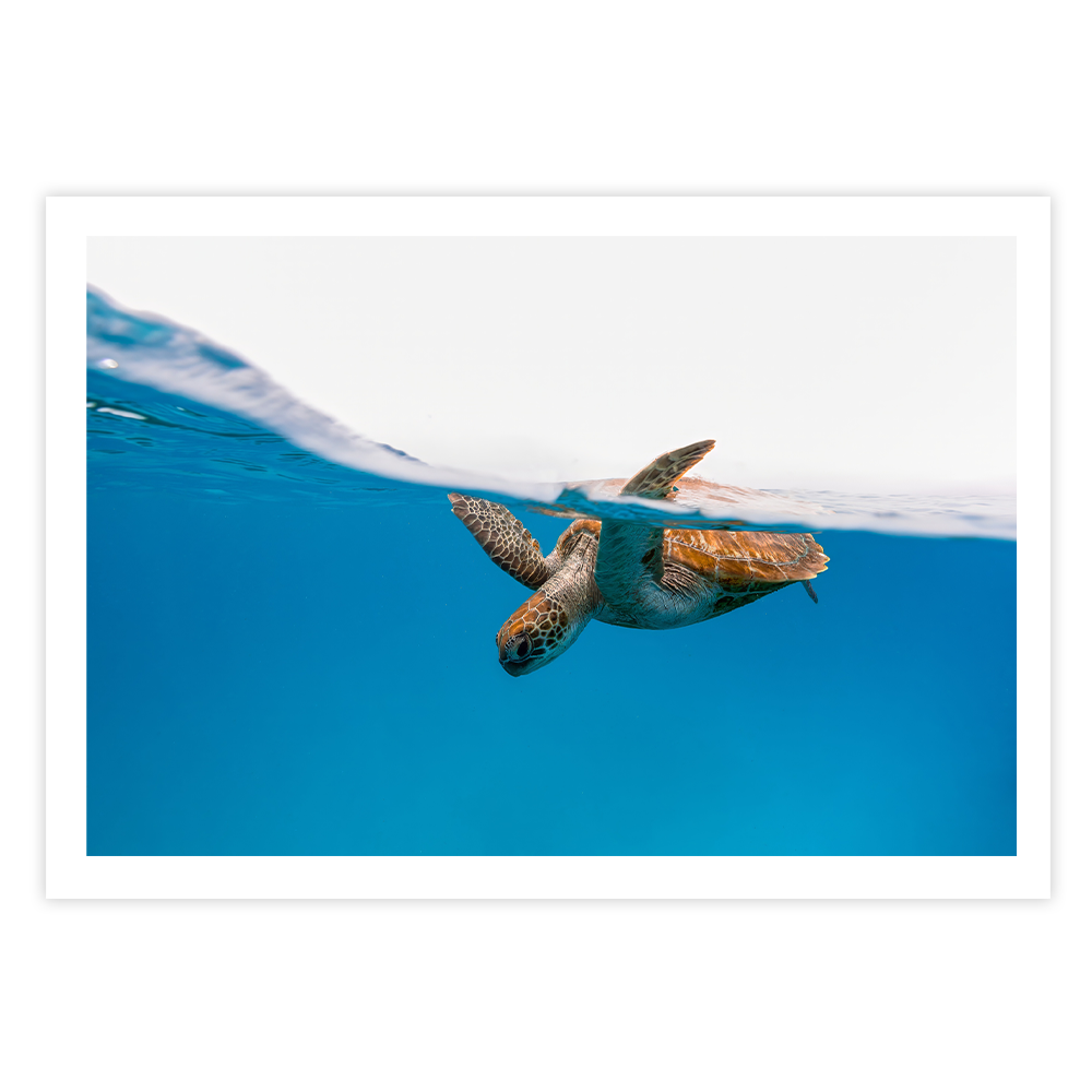 Green Sea Turtle’s Breath