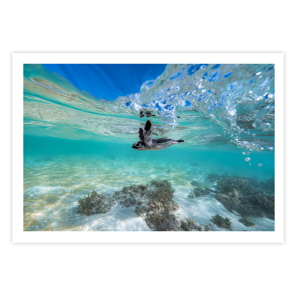 Green Sea Turtle’s First Dip