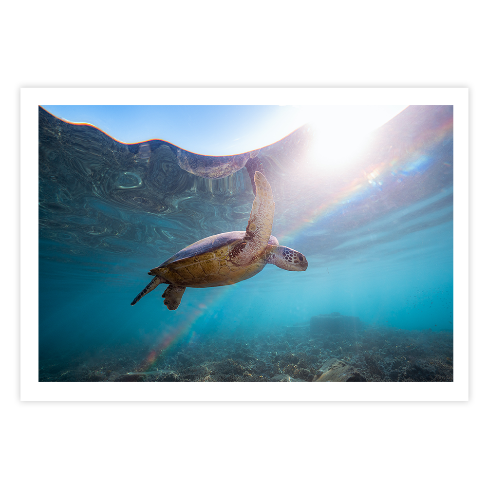 Green Sea Turtle’s Rainbow Odyssey