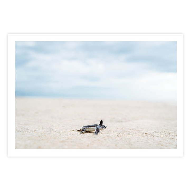 Green Sea Turtle’s Adventure begins