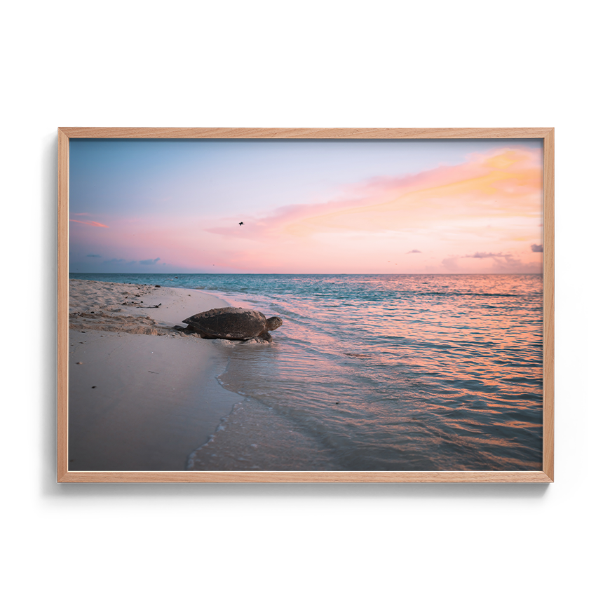 Green Sea Turtle’s Legacy: A Mother's Journey