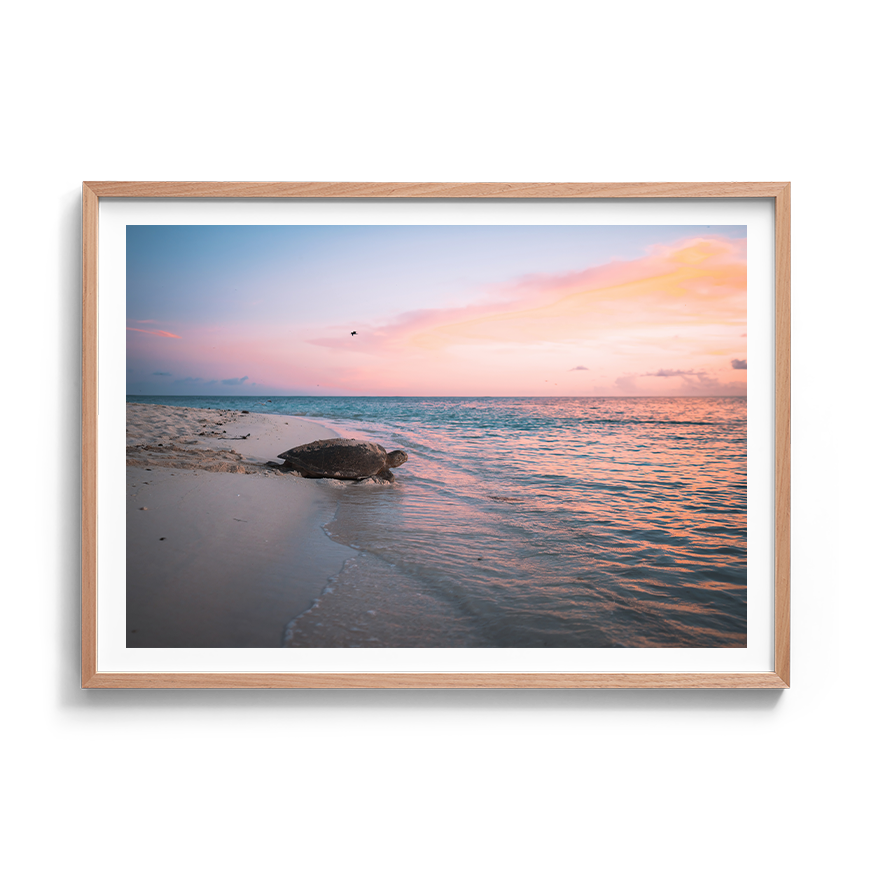 Green Sea Turtle’s Legacy: A Mother's Journey